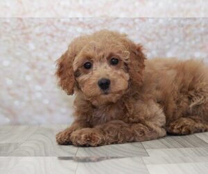 Goldendoodle (Miniature) Puppy for sale in MARIETTA, GA, USA