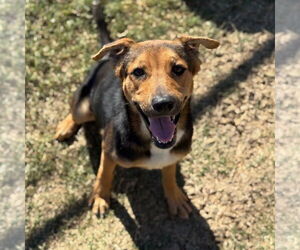 Labrador Retriever-Unknown Mix Dogs for adoption in Canton, CT, USA