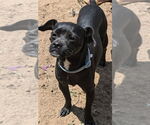 Small American Pit Bull Terrier-Chihuahua Mix