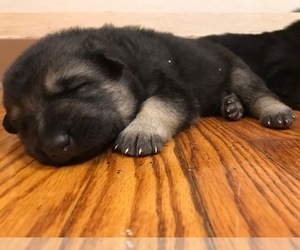 German Shepherd Dog Puppy for sale in BROOKVILLE, OH, USA