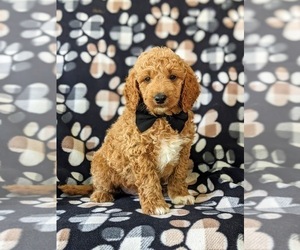 Goldendoodle (Miniature) Puppy for sale in GLEN ROCK, PA, USA