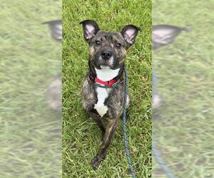 Pointer-Unknown Mix Dogs for adoption in Fort Lauderdale, FL, USA