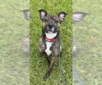 Small Pointer Mix