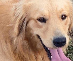 Father of the Golden Retriever puppies born on 01/07/2025