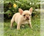 Small #3 French Bulldog
