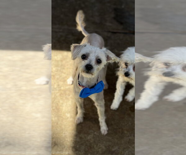 Medium Photo #3 Maltipoo (Miniature) Puppy For Sale in Phoenix, AZ, USA