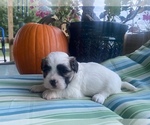 Puppy 3 Shih Tzu-Unknown Mix