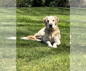 Kennedy - Female Golden Pyrenees Dog for Adoption - Photo #3