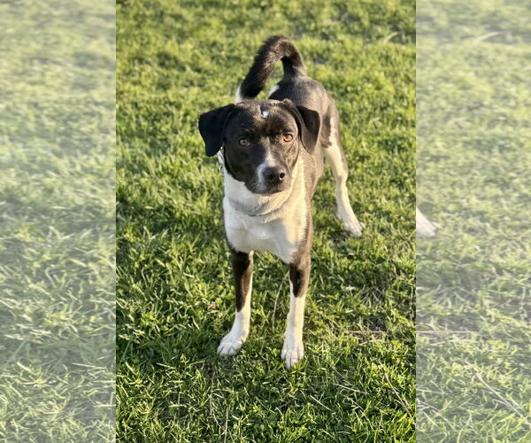 Medium Photo #2 Canadian Eskimo Dog-Unknown Mix Puppy For Sale in Williamsburg, IA, USA