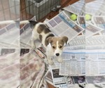 Small Photo #5 Aussiedor Puppy For Sale in SHERBURNE, NY, USA