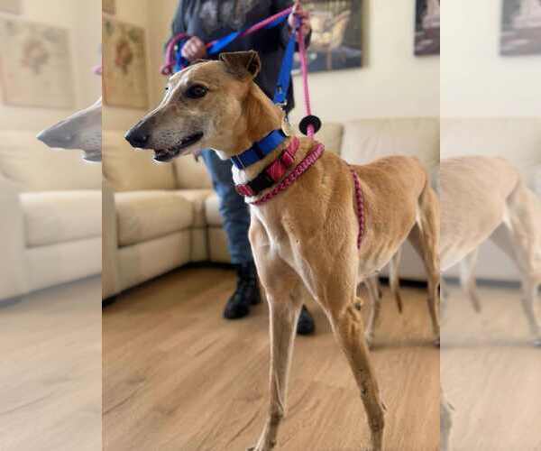 Medium Photo #2 Greyhound Puppy For Sale in Cherry Hill, NJ, USA