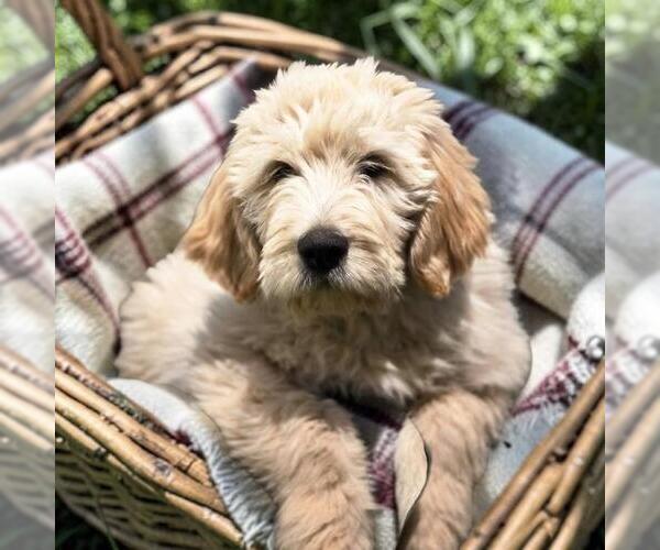 Medium Photo #1 Goldendoodle Puppy For Sale in San Diego, CA, USA