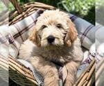 Small Goldendoodle