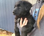 Small Photo #4 Shepradors Puppy For Sale in LAKEBAY, WA, USA