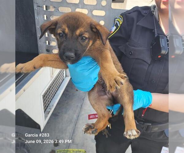 Medium Photo #1 German Shepherd Dog-Unknown Mix Puppy For Sale in San Antonio, TX, USA