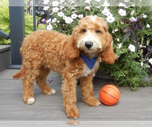 Goldendoodle (Miniature) Puppy for sale in WOOSTER, OH, USA