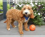 Image preview for Ad Listing. Nickname: Charlie