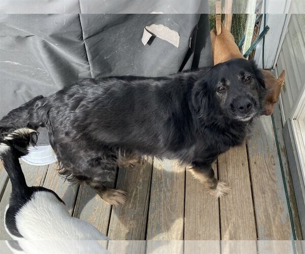 Medium Photo #4 Labrador Retriever Puppy For Sale in Holly Springs, NC, USA
