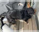 Small Photo #4 Labrador Retriever Puppy For Sale in Holly Springs, NC, USA