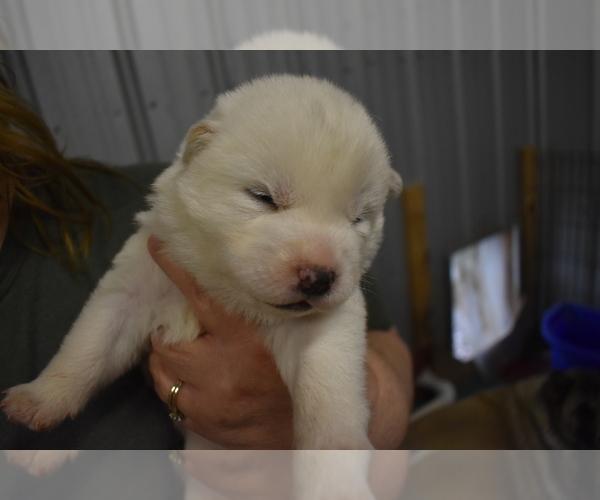 Medium Photo #4 Akita Puppy For Sale in LICKING, MO, USA
