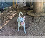 Small #1 Mutt