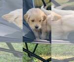 Small Photo #6 Golden Retriever Puppy For Sale in BLOOMBURG, TX, USA