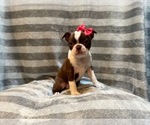 Small Photo #11 Boston Terrier Puppy For Sale in LAKELAND, FL, USA