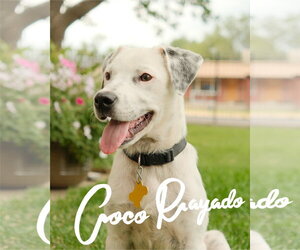 Mutt Dogs for adoption in Sandy, UT, USA