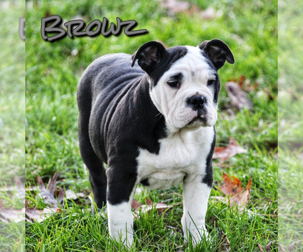 Medium Photo #3 Olde English Bulldogge Puppy For Sale in FAIRMONT, WV, USA