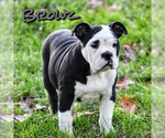 Small Photo #3 Olde English Bulldogge Puppy For Sale in FAIRMONT, WV, USA