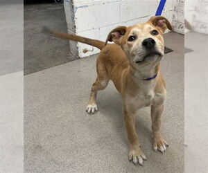 Mutt Dogs for adoption in San Bernardino, CA, USA