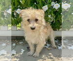 Small #2 Cairn Terrier Mix