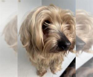 Mutt Dogs for adoption in Houston, TX, USA