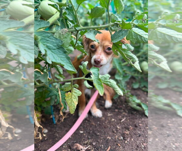 Medium Photo #4 Chihuahua-Unknown Mix Puppy For Sale in Salt Lake City, UT, USA