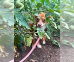 Small #3 Chihuahua Mix