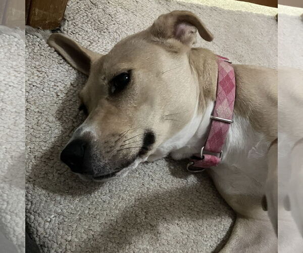 Medium Photo #33 American Pit Bull Terrier-Unknown Mix Puppy For Sale in Fargo, ND, USA