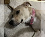 Small #32 American Pit Bull Terrier Mix