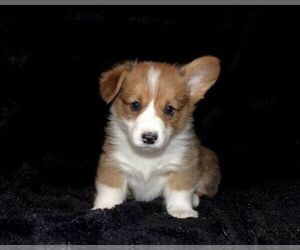 Medium Pembroke Welsh Corgi