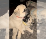 Small Photo #5 Pug Puppy For Sale in MINERAL RIDGE, OH, USA