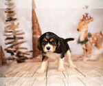 Small Photo #5 Cavalier King Charles Spaniel Puppy For Sale in WARSAW, IN, USA