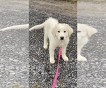 Small Photo #7 Great Pyrenees Puppy For Sale in CANOGA, NY, USA
