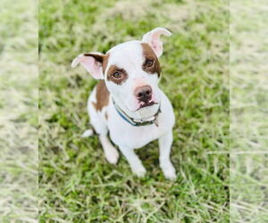 American Pit Bull Terrier-Unknown Mix Dogs for adoption in Germantown, OH, USA