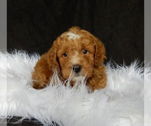 Goldendoodle (Miniature) Puppy for sale in FREDERICKSBURG, OH, USA