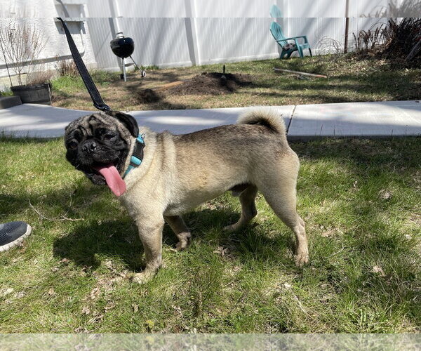 Medium Photo #1 Pug Puppy For Sale in Brooklyn Center, MN, USA