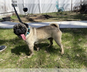 Pug Dogs for adoption in Brooklyn Center, MN, USA