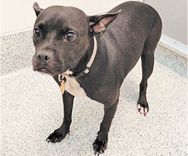 Medium Photo #1 Boston Terrier-Staffordshire Bull Terrier Mix Puppy For Sale in Houston, TX, USA