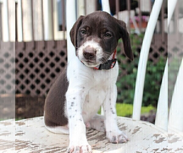 Medium Photo #6 German Shorthaired Pointer Puppy For Sale in NARVON, PA, USA