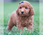 Small Photo #32 Goldendoodle (Miniature) Puppy For Sale in WARSAW, IN, USA