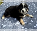Small #4 Australian Shepherd