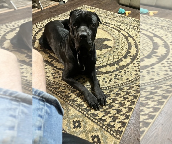 Medium Photo #1 Cane Corso Puppy For Sale in NEW TAZEWELL, TN, USA